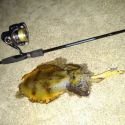 越前海岸でエギング